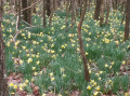 Allons aux jonquilles à Château-Salins