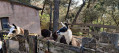 Les lamas