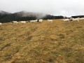 Les landes Correziennes