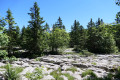 Tour du Plateau de Sornin et la Dent du Loup, au départ de la Molière