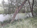 Les lentilles sur le ruisseau, une petite "Venise verte"