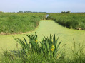 Les Marais de la Dives Les Marais de la Dives