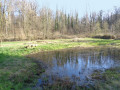 Les mares du Roggenberg Les mares du Roggenberg