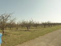 Les mirabelliers