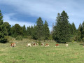 Montbéliardes au pâturage Montbéliardes au pâturage