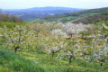 Les Monts d'Or lyonnais
