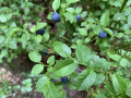 Les myrtilles