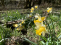 Les narcisses au bord de l'Almache