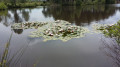 Les nénuphars sur le lac