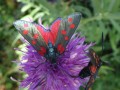 Les papillons de la Forêt de Beynaves