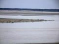 Les phoques de la baie de Somme