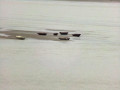 Les phoques de la baie de Somme