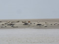 De Cayeux au Hourdel, retour par la mer et les phoques à marée basse