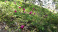 Pivoines sauvages