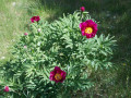 Les Pivoines