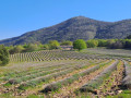 Mont Rachas via les Plaines