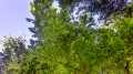 Les platanes
