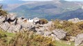 les pottok de l'Ibanteli