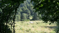 Les prairies de Machiret