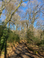 Les premiers sous-bois