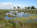 Les près salés ouest