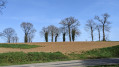 Les ragosses du bocage de bretillien.