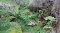 Les ravines