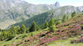 Les Rhododendrons en fond le Bric Bouchet