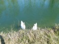 Spaziergang im alten Rheinbett 1: Von der Zugbrücke bis zur Schleuse Le Corbusier