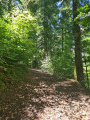 Le pont romain et la forêt du Mont
