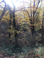 Les sous-bois d'automne