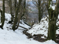 Les sous-bois en hiver