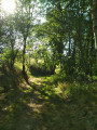 Les sous-bois