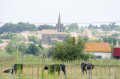 Les taureaux de la manade