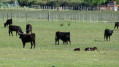 La Camargue entre étangs, marais et canaux