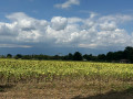 Les tournesols