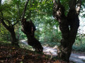 Les trois vieux au bord du chemin