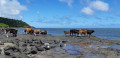 Le long de la côte de Grand Baie à Rivière Banane