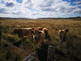 Les vaches Aubrac