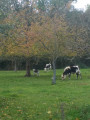 Les vaches dans le pré