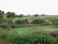 Les vaches dans le pré