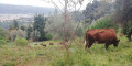 Les vaches de Carros