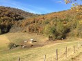 Les vaches de Montieux