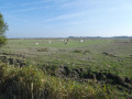les vaches et le marais les vaches et le marais