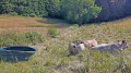 Les vaches inspirant la paix et la tranquilit&eacute;