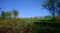 Les vaches nous observent !