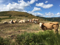 Les vaches