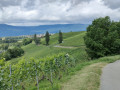 Les vignes au-dessus de la Plaine près de Dardagny