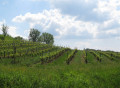 Les vignes au sortir de l'hiver