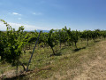 Les vignes d'Osthoffen